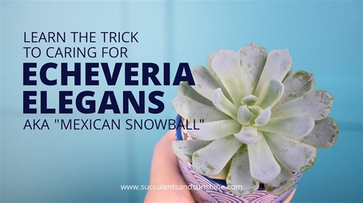 Echeveria Elegans ‘Mexican Snowball’ How to Grow It Right