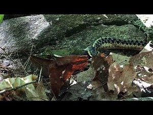 Garter snake eats a green frog alive