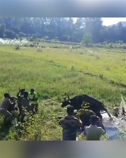 17K views · 154 reactions | Massive bison attacks the man who saved him | Newsner.com | Facebook