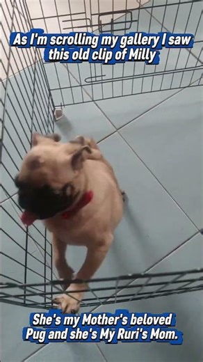 Remembering Our Sweet Girl | Heartfelt Throwback Dog Video Tribute #dogshorts #pug