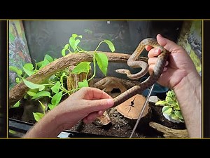 Baby steps with my Children's Python...will he every be easy to hold?