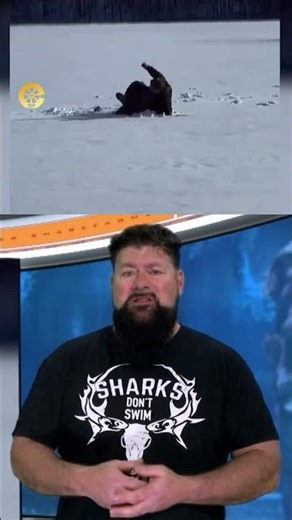 Scrapping With A Muskrat // SharkFarmer