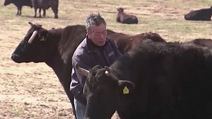 Rancher guards irradiated cattle near Fukushima