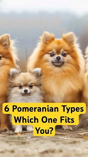 6 Different Types Of Pomeranian - Which Is Right For You?