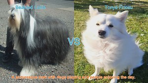 Comparing Bearded Collie and Tonya Finosu: A Guide to Long-Haired Dog Breeds