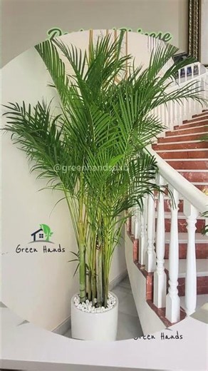 One home. Every premium indoor potted plant in its perfect place!