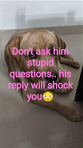 My Dog Gives Savage Replies to Silly Questions 😹🐶 | #FunnyDog #SavageDog #DogReaction #DogAttitude