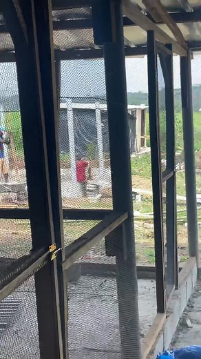 109K views · 1.3K reactions | 27 décembre 2024 Les reproducteurs étaient déjà installés dans le bâtiment de chauffage et ils avaient trois jours d’âge. L’élevage demande de la patience, de la rigueur et un engagement constant. Il est également essentiel de s’entourer des bonnes personnes : choisir celles qui sont patientes, impliquées et qui croient réellement en votre projet, plutôt que celles qui placent l’argent au premier plan. | Ferme Amoro | Facebook