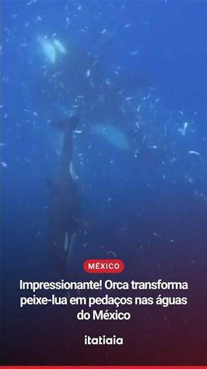 IMPRESSIONANTE! ORCA ATACA E DEIXA PEIXE-LUA EM PEDAÇOS NAS ÁGUAS DO MÉXICO