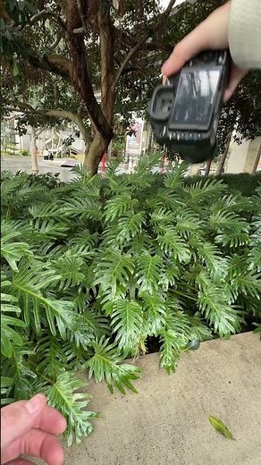 $5,000 Sony A7IV vs $100 Sony a300: Comparison #shorts #photos #lens