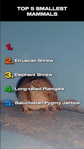 TOP 5 SMALLEST MAMMALS IN THE WORLD #animals #animalshorts #top5