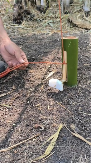 a simple bamboo trap #survival #outdoors #trap #adventure #lifestyle