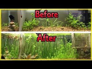 CHEAPEST WAY TO FERTILIZE YOUR PLANTED AQUARIUM (DIY ROOT TABS!)
