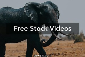 Giant Sloth Videos, Download The BEST Free 4k Stock Video Footage & Giant Sloth HD Video Clips