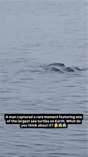 Science And Ghosts on Instagram: "This rare moment shows a leatherback sea turtle, the biggest sea turtle on Earth, swimming near the Gulf Stream. These ocean giants can grow longer than a small car and weigh over 600 kilos. Unlike other turtles, the leatherback doesn’t have a hard shell. Its body is soft and flexible, allowing it to dive deep into the ocean and handle cold and warm waters with ease. Leatherbacks are true ocean travelers. They cross entire oceans, riding powerful currents like t