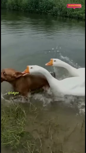 TESTING A GOOSE'S PATIENCE GONE WRONG! (It Attacked Us)