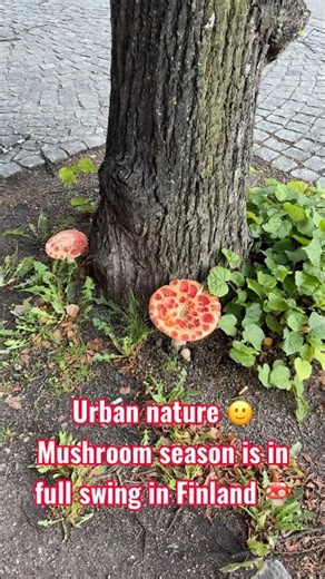 Finland, Helsinki city - Urban nature 🙂 Mushroom season is in full swing in Finland 🍄