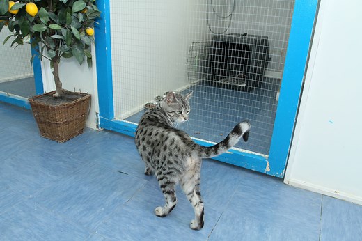 Cattery in Rotherham | Cat Boarding Sheffield | Jaycliffe Pets