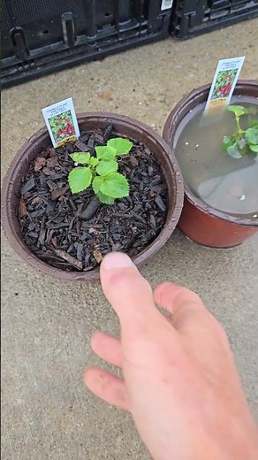 What is well drained soil