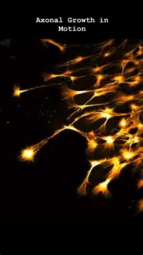 Sarah Sowaid | This time-lapse reveals chick sensory neurons extending their axons over 17 hours in the lab. Captured with confocal microscopy by... | Instagram