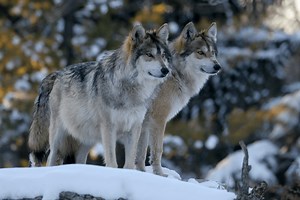 Wisconsin DNR Estimates 972 Wolves in Current Population