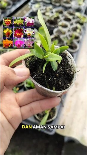 cattleya versi ekonomis😍 wa 085791604896 #anggrek #anggrekmurah #dendrobium #orchid #jualanggrek