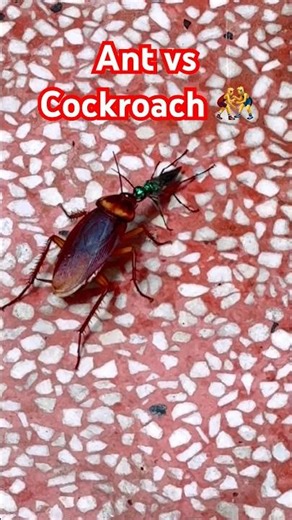 Ant vs Cockroach – Real-Life Wrestling Match 🤼‍♂️