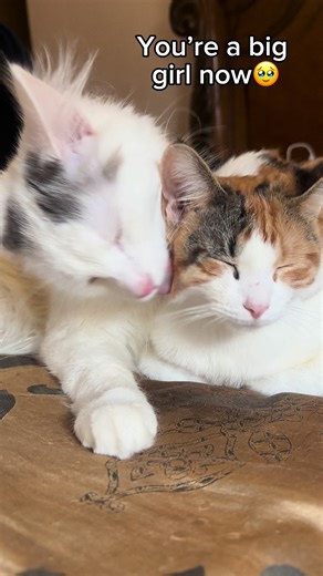 MY HEART 😭❤️ | heart