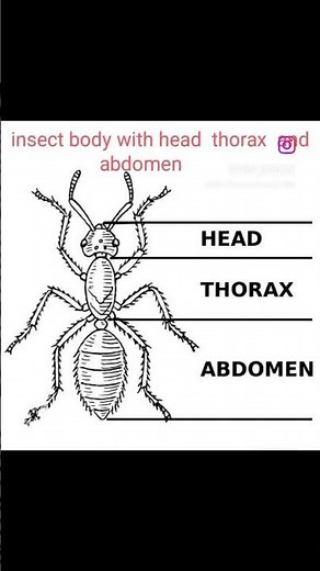 structure of insect thorax#entomology #insects #agriculture #yt #‪@VirdiScience‬ #short video
