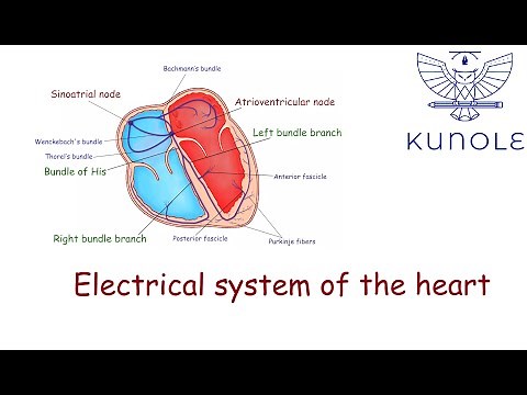 ECG basics (1.3). Electrical system of the heart