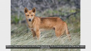 How to Properly Feed Your Dingo Dog