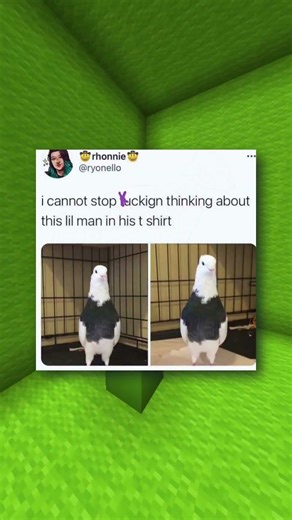 Bird Memes 🦩