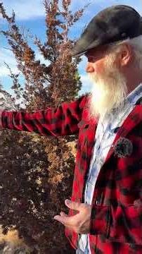 Bronze or Burn? #tree #trees #treecare #arborist #education #winter #diagnostic #garden