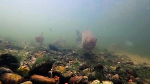 Float fishing helped me claw back some points in the latest episode of Carl vs The World. The full video is on my YouTube channel! 😀 | Fish With Carl