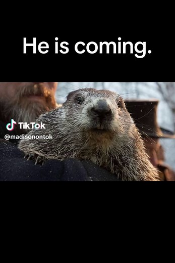 Countdown: The Hog Arrival in 28 Days