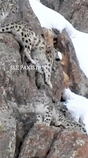 SNOW LEOPARDS playing in mountains