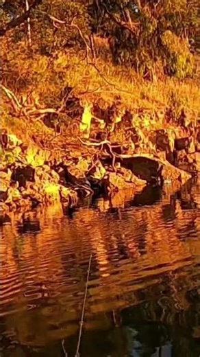 BIG Murray Cod Explodes On My Surface Lure!! #fishing #shorts