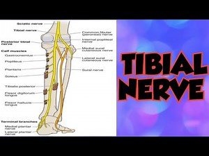 Tibial nerve (course, branches and clinical anatomy)