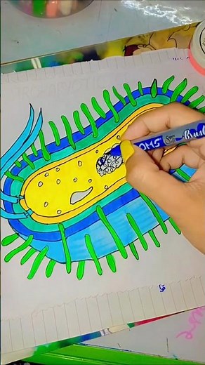 Easy Prokaryotic Cell Diagram on Paper