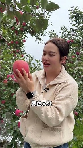 金秋10月，秋天真的是收获的季节，一颗颗红富士就像娇羞的小姑娘，农民辛苦一年付出的汗水终将甜的过一切果实！3