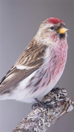 The common redpoll moves through open fields and bare branches #naturereels #facts #wildlife