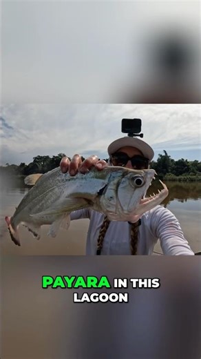 Caught this Payara for Dinner in the Amazon Jungle!