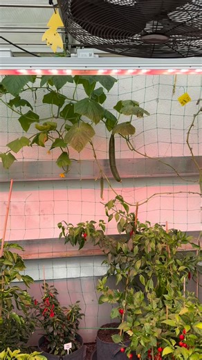 Gurken im Oktober? Jep, hier läuft’s unter LED! 💡🌿 Selbst wenn draußen der Herbst schon durchzieht – im Gewächshaus geht’s weiter! 🌱 Meine Gurkenpflanze feiert hier unter dem LED-Licht gerade ihr zweites Frühlingserwachen. Das zeigt mal wieder: Mit ein bisschen Technik, Geduld und Liebe zum Grün kannst du die Saison easy verlängern. 🌞 Grow smart – auch im Herbst! #garten #gartenliebe #gurke #info #gemüse #pflanzen #tipps #hobbygärtner #instagram #led #oktober | Hobbygaertner1