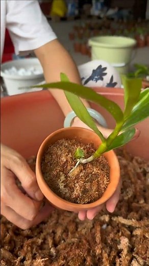 Let's learn growing dendrobium orchid plant with best tutorial techniques #plants🍀🌿🌸🍀🌿🌱