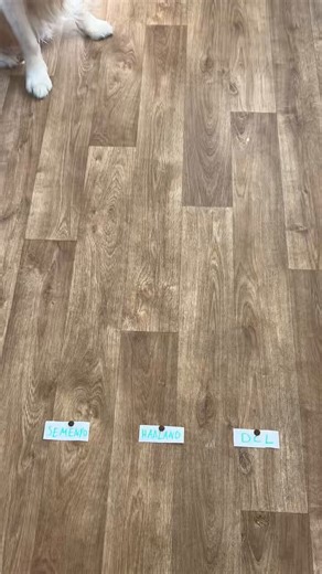 Good morning all 👋🏻 GW33 is here, it’s back to back chips and its Bench Boost week! Green arrow last week finishing on 66pts after the wildcard (Thanks to Bowen) 🫡 Doubles galore this week and Goldenboi is backing Haaland to end his drought 🐕 Good luck all!#FPL