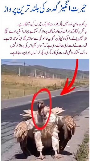 The Incredible High-Flying Vulture#Vulture #AmazingBirds #NatureWonders #BirdFlight #NatureAmazing