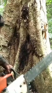 72K views · 820 reactions | Menebang dengan rantai belah. #rantaibelah #merbau #kayubesar #falling #rantai #chainsaw #kayu #timber #woodworker #STIHL #senso #wood #woodworking #woodwork #video | Penggergajian KAYU | Facebook