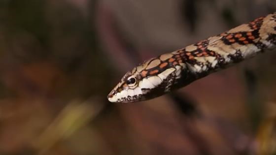 Caught: My rear-fanged snake capture