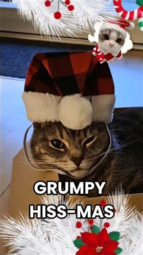 My Cat Chose PURE GRUMPINESS Today 😾🎄 #cat #christmas #catlovers #funnycats