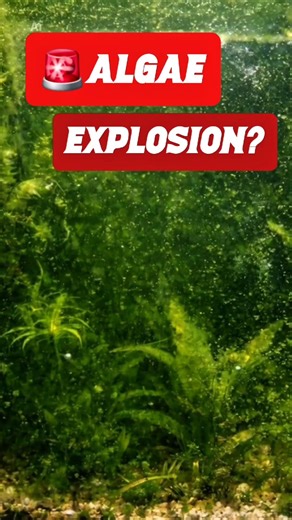 Algae Explosion? Do THIS First 🌿 #shorts